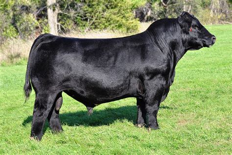 maine anjou bull gucci|Sires .